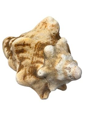 Natural Conch Shell Seashell Decor